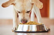 Pet Food & Supplies Retail