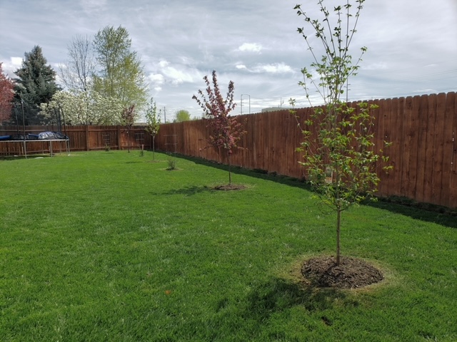 Back yard with small trees, fence, and trampoline