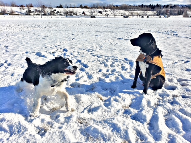 Two dogs playing in the snow.  Love Bites - Get Umbrella Insurance coverage - The Miller Insurance Agency Everett Washington